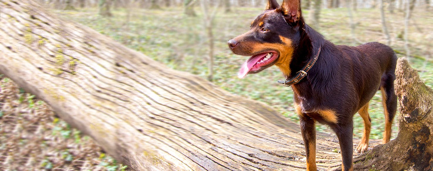 Dark best sale dog names